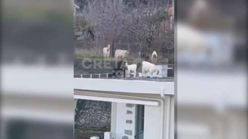 Αιγοπρόβατα έκαναν &quot;κατάληψη&quot; σε σπίτια στο Ψυχρό Λασιθίου - Σε απόγνωση οι κάτοικοι [βίντεο]