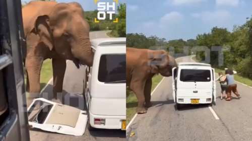 Στιγμές τρόμου για Ρώσους τουρίστες στη Σρι Λάνκα: Ελέφαντας επιτέθηκε σε όχημα που τους μετέφερε [βίντεο]