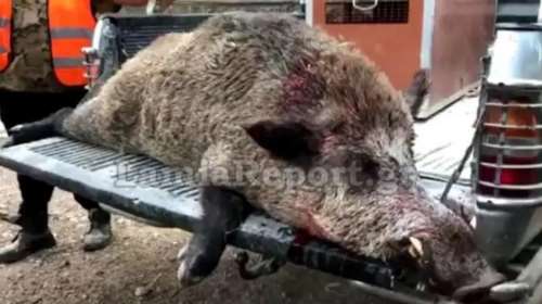 Αταλάντη: Σκότωσαν αγριογούρουνο που ζύγιζε 200 κιλά [βίντεο]