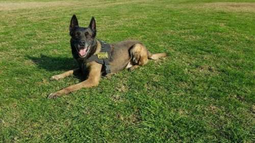 Θεσσαλονίκη: 40χρονη πέταξε κοκαΐνη στην τουαλέτα αλλά την εντόπισε το &quot;λαγωνικό&quot; ΙCE της ΕΛ.ΑΣ