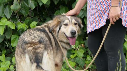 Ο Λυσίμαχος κάπου ανάμεσα στην αγάπη του για τους ανθρώπους  μοιάζει σαν να τον έχεις φανταστεί