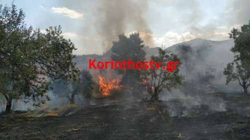 Σε εξέλιξη πυρκαγιά στις Κεχριές Κορίνθου - Εκκενώθηκε κατασκήνωση [εικόνες]