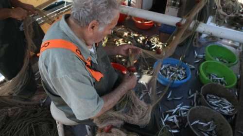 Η σαρδέλα Καλλονής μπαίνει στα προϊόντα ΠΟΠ - Γιατί είναι ξεχωριστή η λεγόμενη &quot;παπαλίνα&quot;