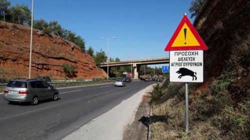 Σε σοβαρή κατάσταση οδηγός μηχανής που συγκρούστηκε με αγριογούρουνο στην Κοζάνη
