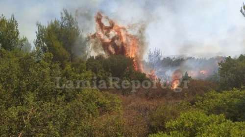 Φωτιά στη Φθιώτιδα: Καίει σε δύσβατη έκταση στο χωριό Βαρδαλή
