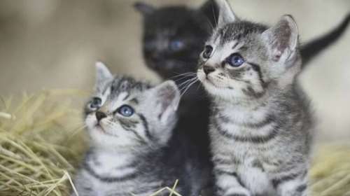 Ρόδος: Πρόστιμο 120.000 ευρώ σε 76χρονο που εγκατέλειψε τέσσερα γατάκια