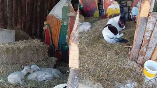 Βόλος: Κατακραυγή από την κακοποίηση ζώων για τις φάτνες - Αρνάκια και δεμένα πόνυ περιορισμένα στο κρύο έγιναν… εκθέματα