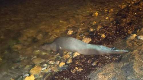 Καλά νέα από τα Χανιά: Κατάφερε να κολυμπήσει στα ανοιχτά η  φώκια &quot;Στέλλα [βίντεο]