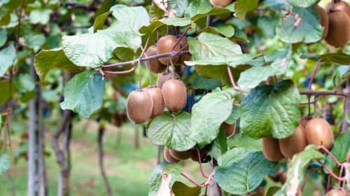 Νάουσα: Εκλεψε ...οκτώ τόνους ακτινίδια - Θρασύτατος 44χρονος μπούκαρε σε χωράφι