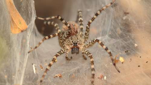 Πύργος: Σε κρίσιμη κατάσταση 48χρονος μετά από τσίμπημα αράχνης