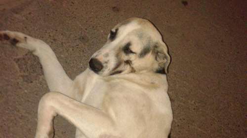 Κτηνωδία στο Βόλο: Βασανιστικός θάνατος για σκύλο στο σπιτάκι του - Ήταν νεκρός και αλυσοδεμένος για 10 μέρες