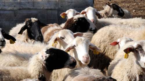 Θεσσαλία: Τι συμβαίνει με τα κρούσματα πανώλης σε αιγοπρόβατα - Δεν μεταδίδεται στον άνθρωπο