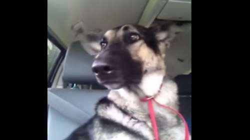 ΗΠΑ: Σκυλίτσα οδήγησε αστυνομικούς στο σημείο που έπαθε τροχαίο το αφεντικό της
