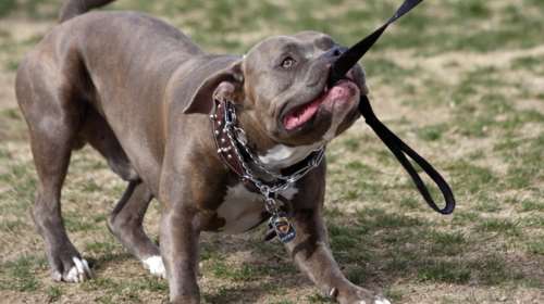 Θεσσαλονίκη: Σκύλος επιτέθηκε σε 83χρονο - Συνελήφθη ο ιδιοκτήτης