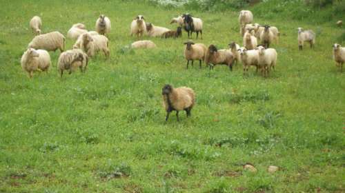 Σκάνδαλο ΟΠΕΚΕΠΕ: Το γερμανικό Stern γράφει ότι ο Μητσοτάκης δέχεται μεγάλες πιέσεις λόγω Κρήτης