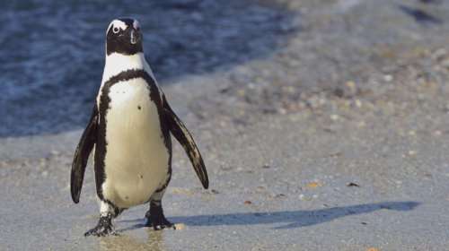 Νότια Αφρική: Μέλισσες σκότωσαν 63 πιγκουίνους ενός απειλούμενου είδους