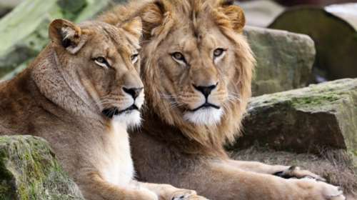 Λιοντάρι δραπέτευσε από τσίρκο στη Ρώμη: &quot;Αποφύγετε τις μετακινήσεις&quot;, προειδοποιούν οι αρχές [βίντεο]