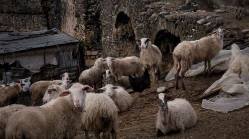 Συναγερμός για την πανώλη αιγοπροβάτων: Πρώτο κρούσμα σε κτηνοτροφική μονάδα της Αττικής