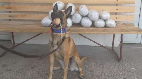 Μύκονος: Ο αστυνομικός σκύλος Ugly &quot;συνέλαβε&quot; μέλος σπείρας που θα γέμιζε με ναρκωτικά το νησί