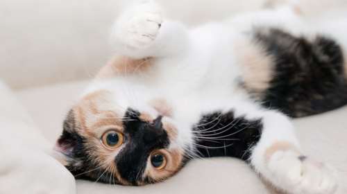 Πάτρα: Διαμαρτυρίες για την αποφυλάκιση νεαρού που εσφαξε γάτα σε πάρκο για να τη φάει