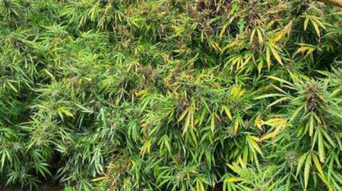 Εντόπισαν φυτεία με κάνναβη στην Κορινθία - 182 δενδρύλλια