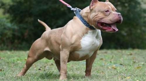 Φρίκη στον Βόλο: Ηλικιωμένος είχε δεμένο πίτμπουλ από το μηχανάκι και σερνόταν στο οδόστρωμα