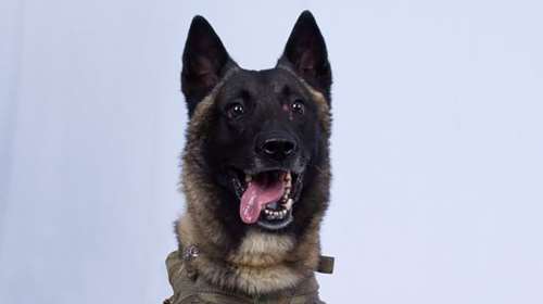 Θεσσαλονίκη: Επίθεση σε δύο ηλικιωμένους από αγέλη σκυλιών