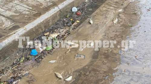 Βίντεο σοκ: Ψάρια σπαρταράνε στους δρόμους του Βόλου - Γέμισε λάσπη όλη η πόλη [εικόνες - βίντεο]