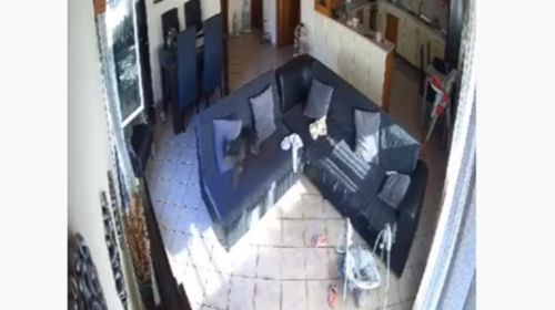 Σεισμός στην Κρήτη: Πανικοβλήθηκε σκύλος μόνος του στο σπίτι [βίντεο]