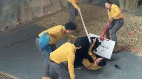 Κίνα: Αρκούδα άρπαξε φύλακα ζωολογικού κήπου - Συζήτηση για την απαγόρευση παραστάσεων με ζώα [βίντεο]