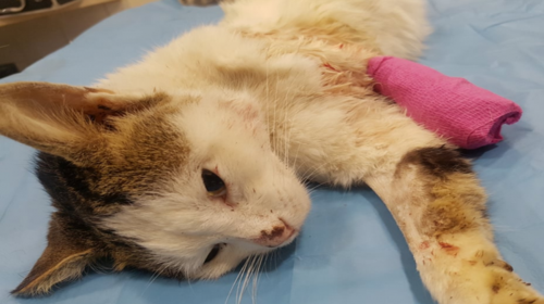 Η &quot;ανάσταση&quot; του Περσέα: Ο πυροβολημένος γάτος με τα κομμένα πόδια ξαναπερπατά [βίντεο]