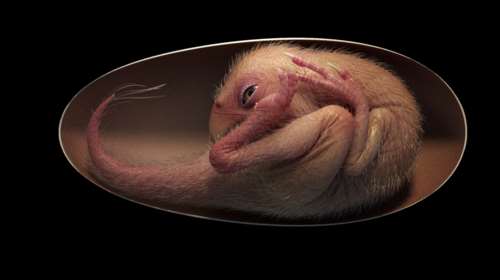 Το απίστευτα διατηρημένο έμβρυο δεινοσαύρου μέσα σε απολιθωμένο αβγό [εικόνα - βίντεο]