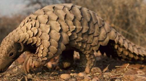 Μυστήριο με την προέλευση του κορονοϊού - &quot;Δεν φταίει ο παγκολίνος&quot;, λένε τώρα οι ερευνητές