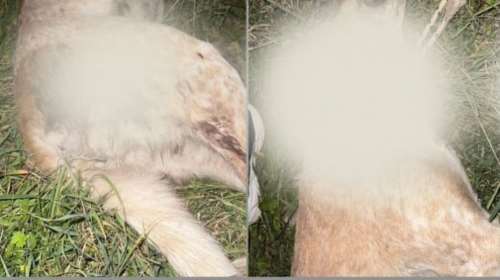 Νέο άγριο έγκλημα: Σκότωσαν με σκάγια για πουλιά αδέσποτη σκυλίτσα στον Βόλο - Βρέθηκε σχοινί δίπλα στον λαιμό της