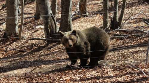 Άγρια καταδίωξη: Αρκούδα κυνήγησε αναβάτη που έκανε ιππασία στο δρόμο έξω από την Κλεισούρα