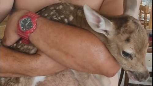 Το θαύμα της ζωής στη Ρόδο: Εθελοντές βρήκαν νεογέννητο ελαφάκι στα καμένα - Το ονόμασαν &quot;Νικήτα&quot; [βίντεο]