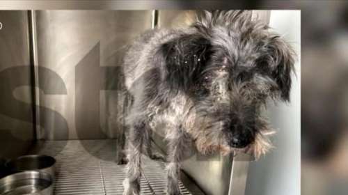 Σε καταφύγιο για φιλοξενία το σκυλί που έθαψε ζωντανό 90χρονος