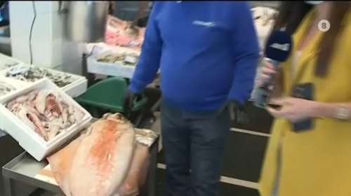 Μενίδι: Καλαμάρι γίγας σε ιχθυοπωλείο - Ξεπερνά το 1,5 μέτρο και βάρος τα 18 κιλά