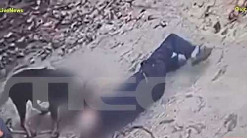 Μεσσηνία: Βίντεο ντοκουμέντο από την επίθεση του σκύλου στον ιδιοκτήτη του - Ο 76χρονος ζήτησε από τον αστυνομικό να πυροβολήσει το ζώο