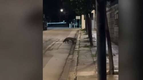 Αλεπού "εισέβαλε" στο Μέγαρο Μαξίμου [βίντεο]