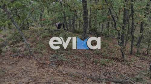 Τραγωδία στην Εύβοια: 35χρονος δασεργάτης καταπλακώθηκε από δέντρο [εικόνες]