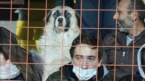 Απίθανος σκύλος μπήκε στο γήπεδο και κάθισε να δει το Αρμενία – Γερμανία