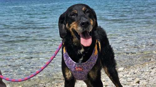 Ο Ρήγας είναι σαν ένα παιδί εγκλωβισμένο σε ένα σώμα ενήλικου σκύλου - Τον αγαπήσαμε για την αθωότητα, την αγνότητά του