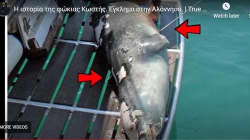 Ενα ντοκιμαντέρ ερευνά τη δολοφονία της φώκιας Κωστής στην Αλόννησο- Ενα έγκλημα που έμεινε ανεξιχνίαστο