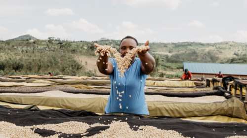 KAFEA TERRA: Όταν οι σταθερές αξίες νικούν την αστάθεια στις τιμές του καφέ