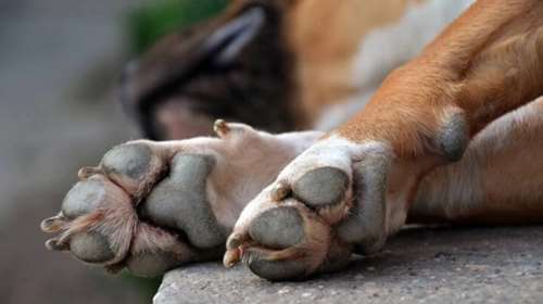 Φρίκη στη Μεσσηνία: Δύο σκυλάκια Ιταλών τουριστών πέθαναν από φόλες στο νησάκι Σαπιέντζα