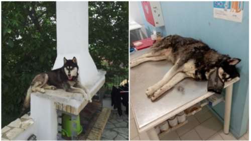 Αράχωβα: &quot;Να μιλήσουν&quot; - Τι λέει ο ιδιοκτήτης του Όλιβερ που κακοποιήθηκε για &quot;παίκτες ριάλιτι και αλλοιωμένες κάμερες&quot;