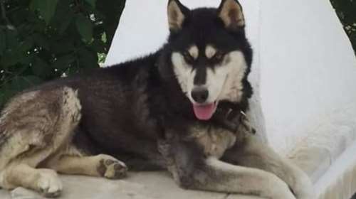 Αράχωβα: Εξαλλος ο δικηγόρος του κηδεμόνα του Όλιβερ, απειλεί με παραίτηση - &quot;Νιώθω τεράστια αηδία&quot;