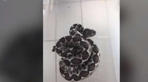 Θεσσαλονίκη: Οχιά σκόρπισε τον φόβο σε σπίτι - Απομακρύνθηκε με ασφάλεια και αφέθηκε στο δάσος [Βίντεο]