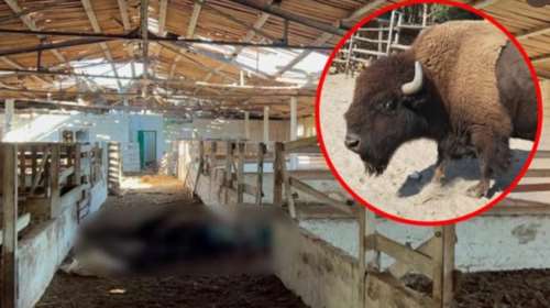 Φρίκη στην Ουκρανία: Καταγγέλουν Ρώσους στρατιώτες ότι έφαγαν ζώα από ζωολογικό κήπο στο Ντονέτσκ